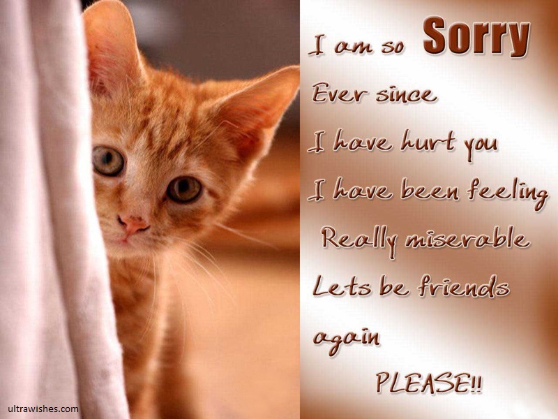 cat image im sorry messages for friends