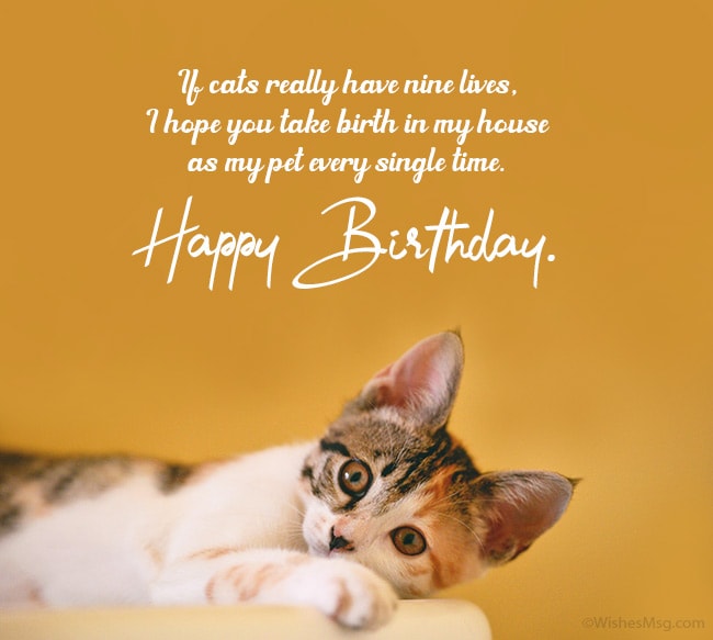 Birthday-Wishes-for-My-Cat