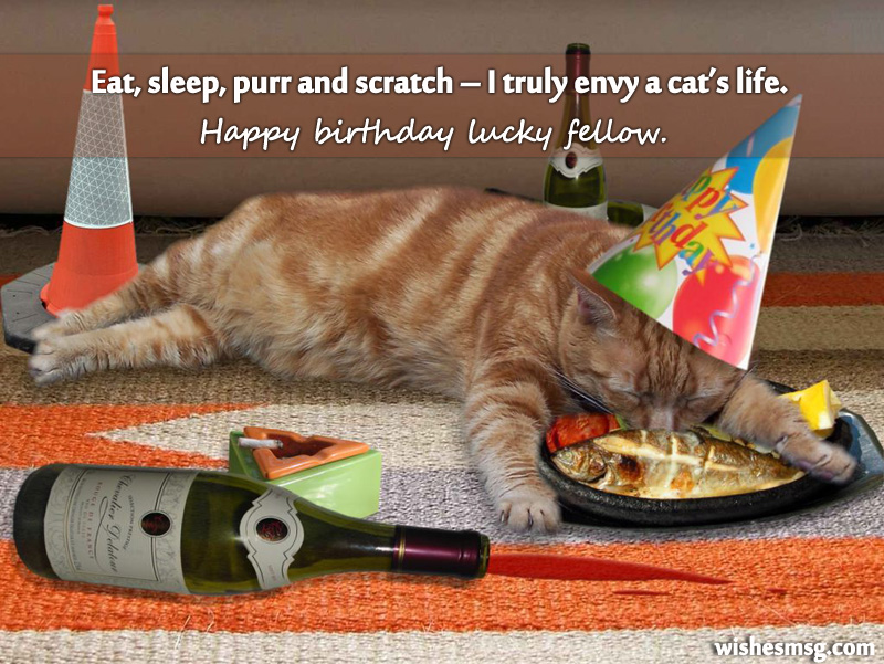birthday-wishes-for-pet-cat-3