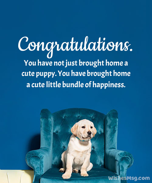congratulations on your new dog quotes